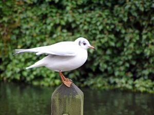 041130_gullsingle2.jpg