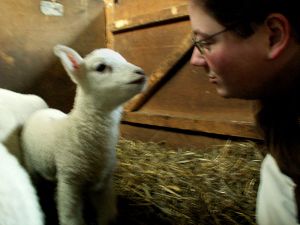 070202_lambme.jpg
