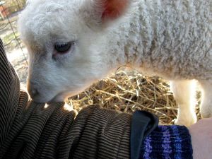 090102_lamb2.jpg