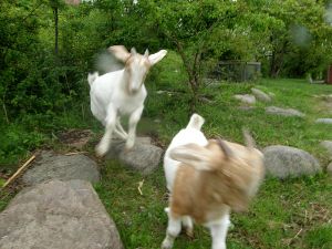 090505_finnjacob.jpg