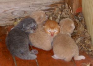 070825_kittens.jpg