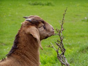 050509_magnethe2.jpg
